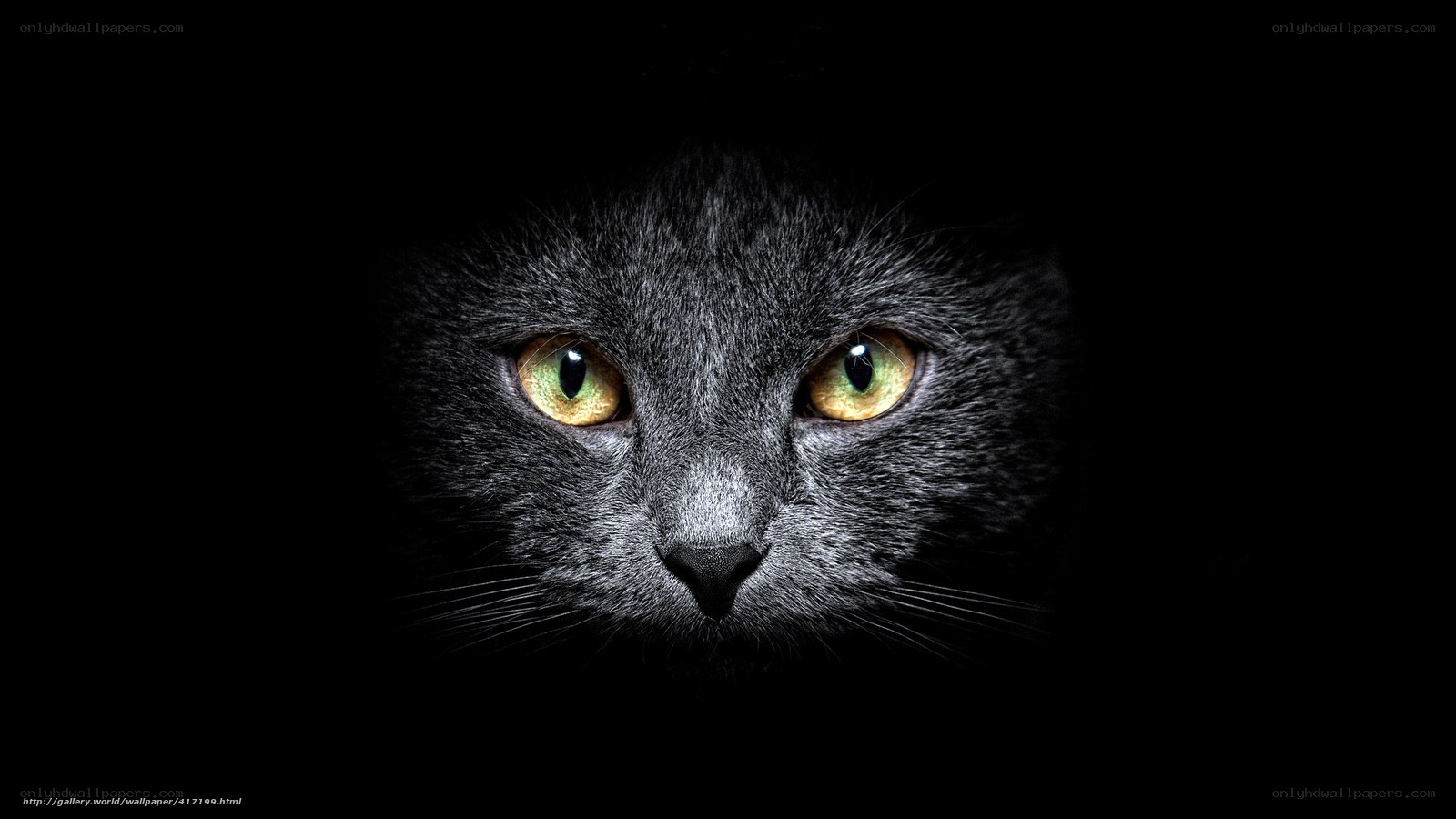 cat with glowing eyes