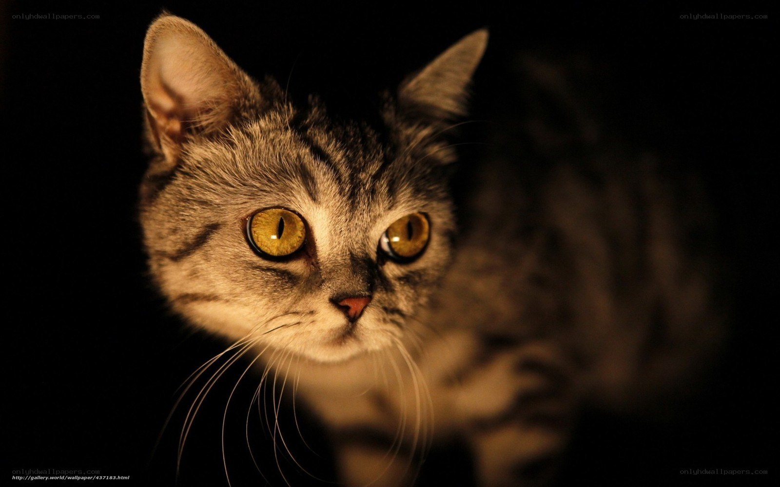 cat with glowing eyes