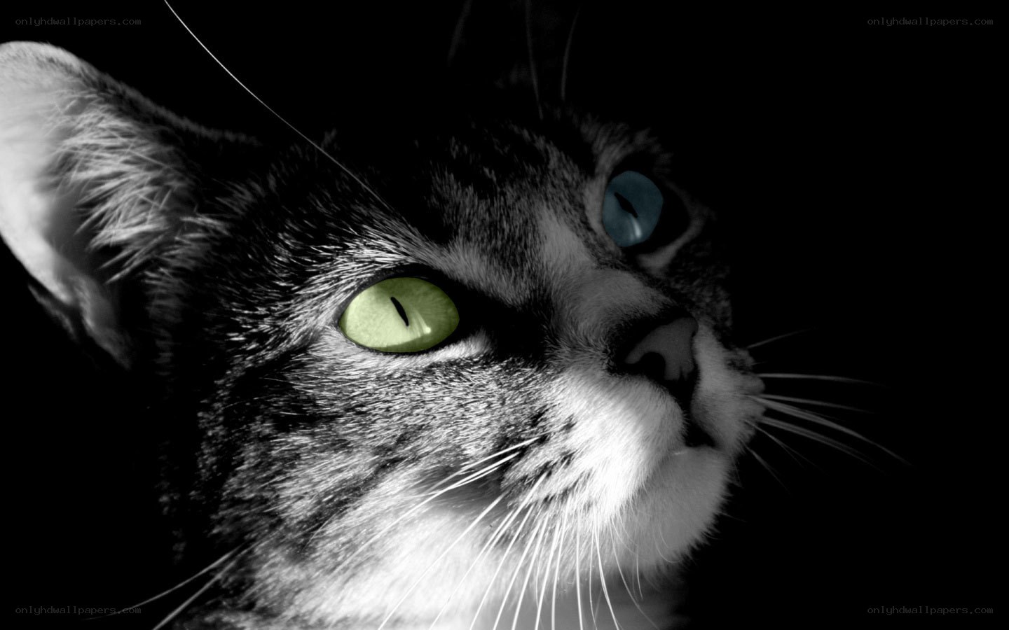 cat with glowing eyes