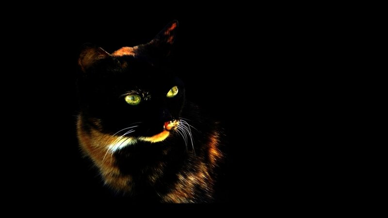cat with glowing eyes