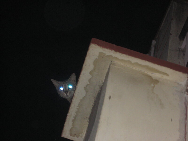 Cat with Glowing Eyes — Black, Dark