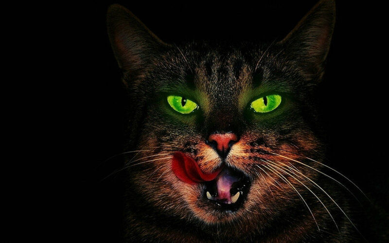 Cat with Glowing Eyes — Black, Dramatic, Night, Photograph