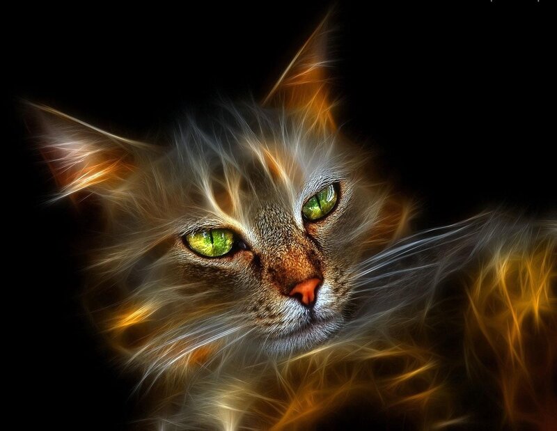 Cat with Glowing Eyes — Black, Dramatic, Night
