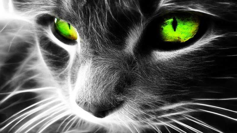 Cat with Glowing Eyes — Green, Dramatic, Digital Art, Whiskers