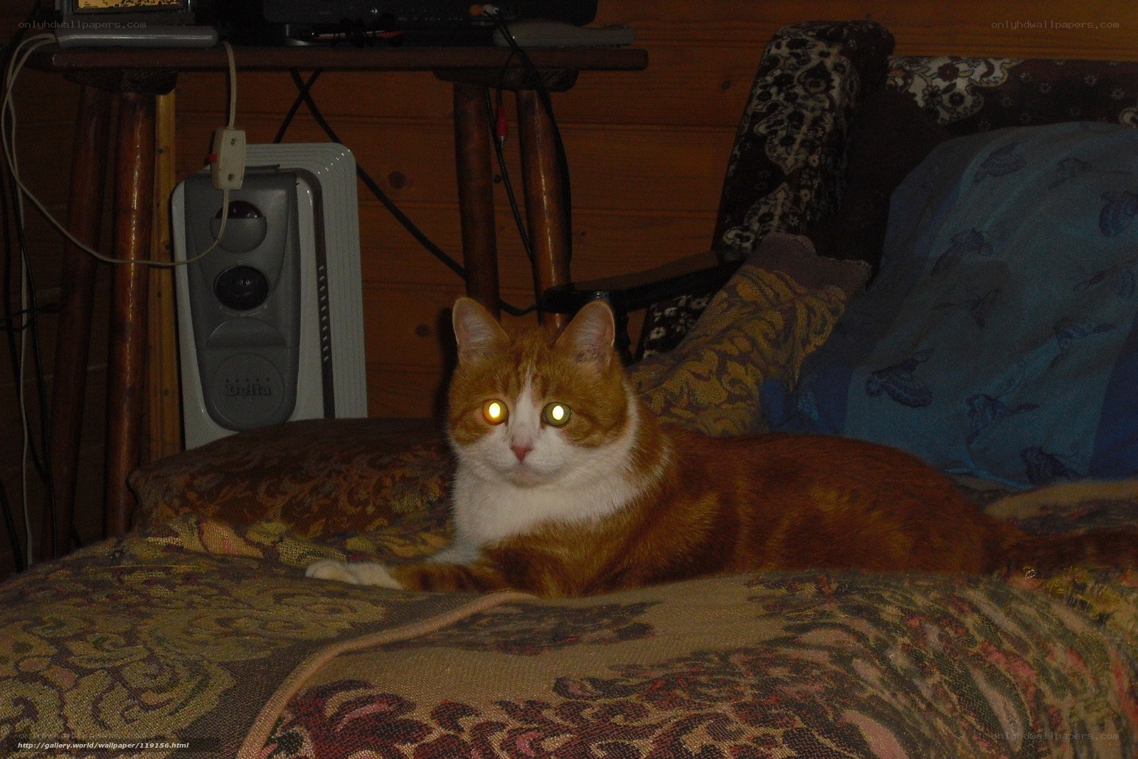 cat with glowing eyes on couch