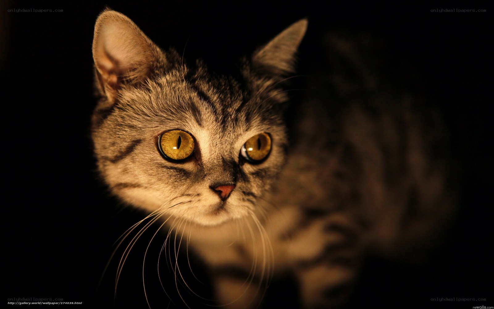 cat with glowing eyes