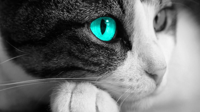 cat with glowing green eye