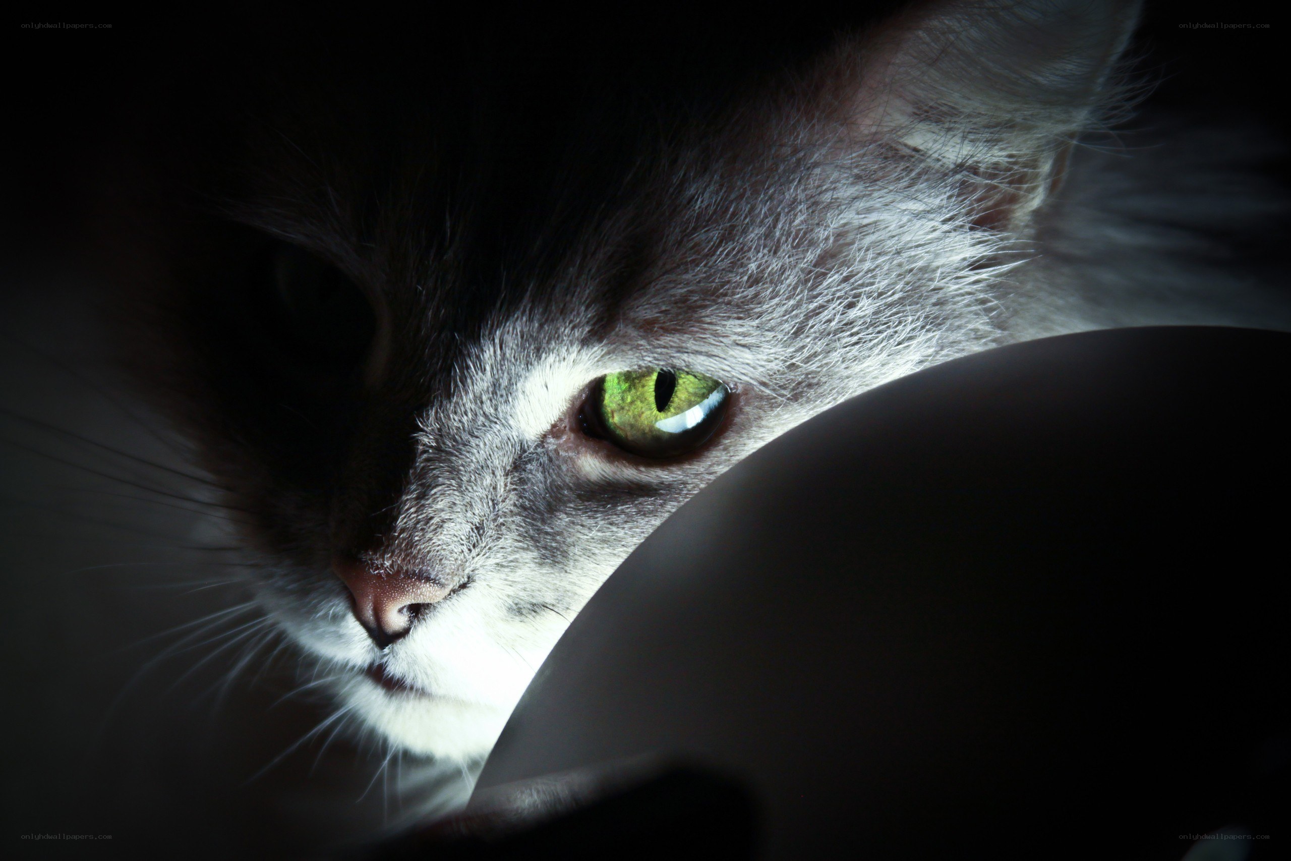 cat with glowing green eyes