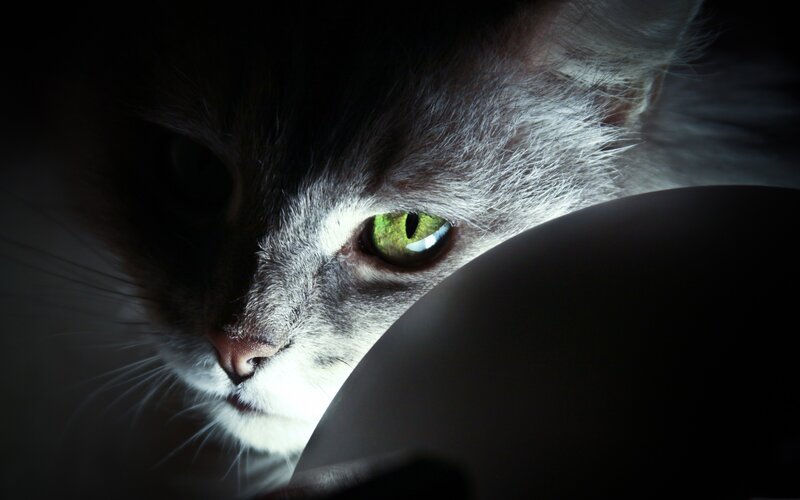cat with glowing green eyes