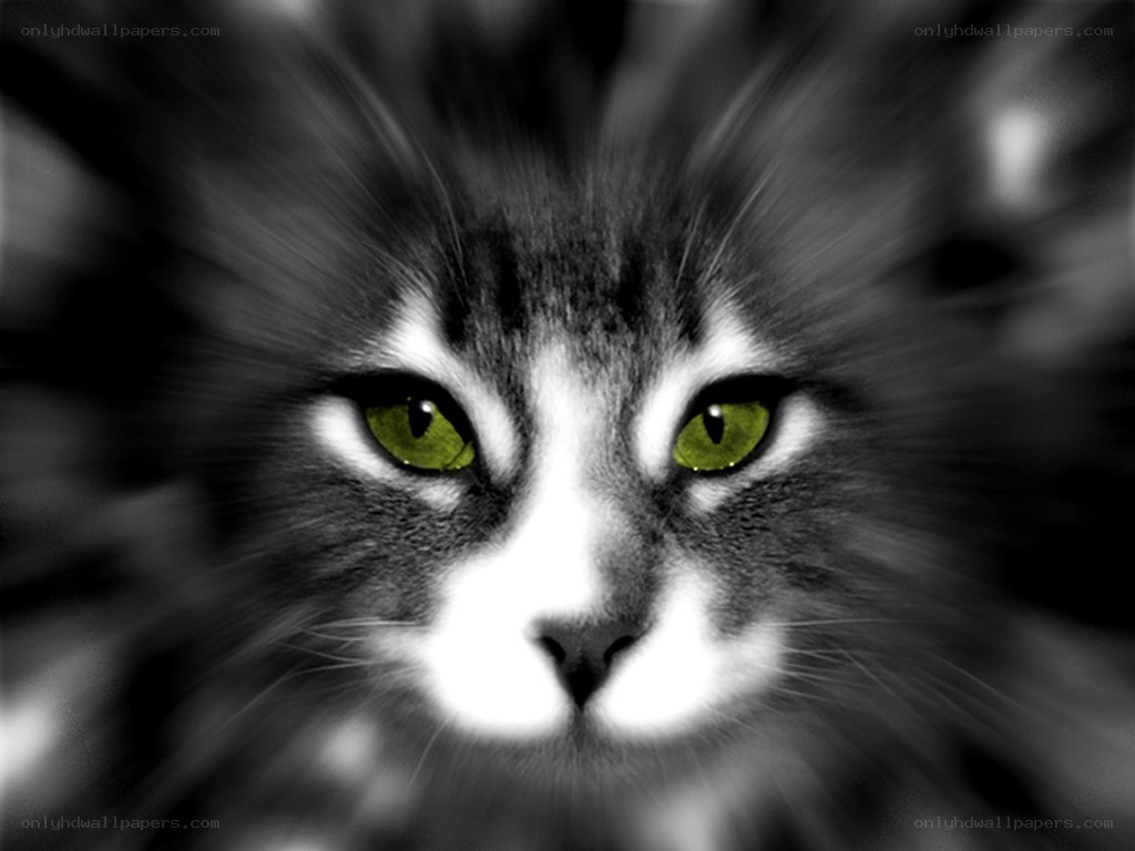 cat with glowing green eyes
