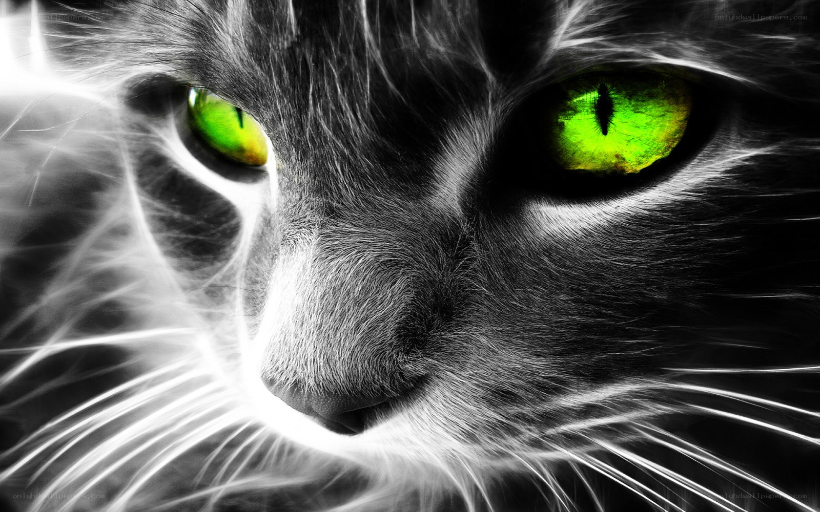 cat with glowing green eyes
