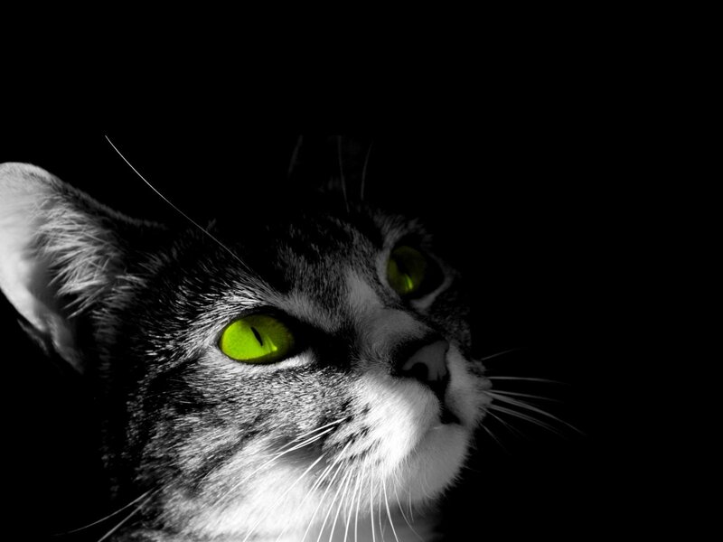 cat with glowing green eyes