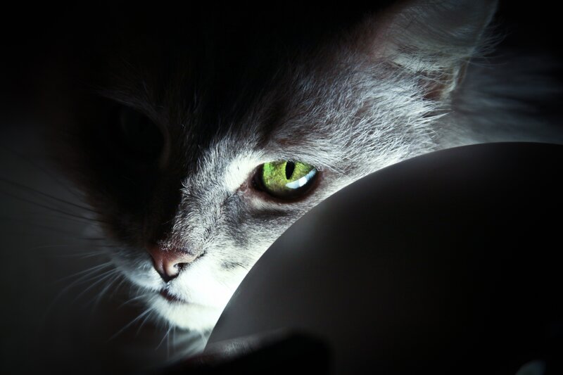 cat with glowing green eyes