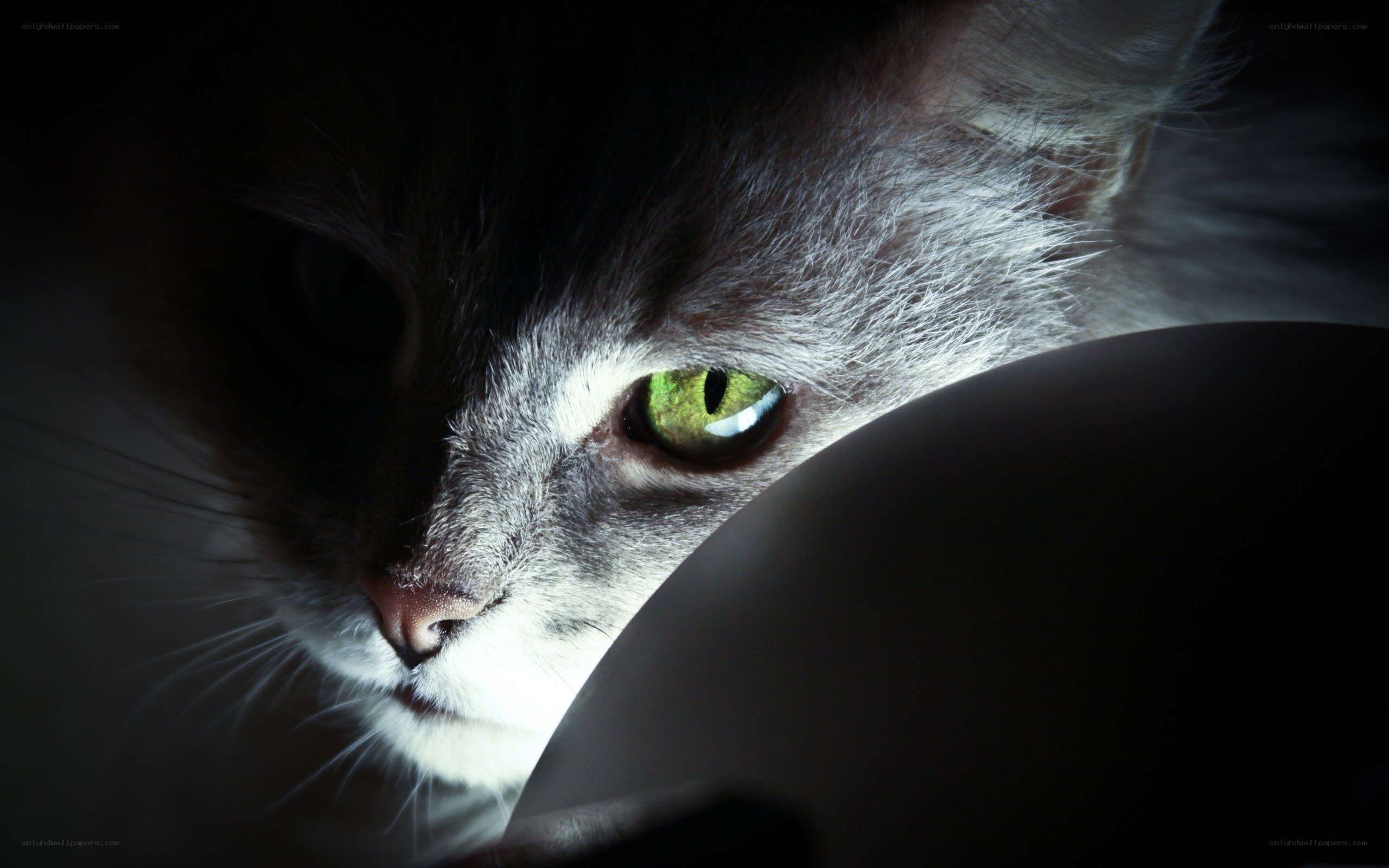 cat with glowing green eyes