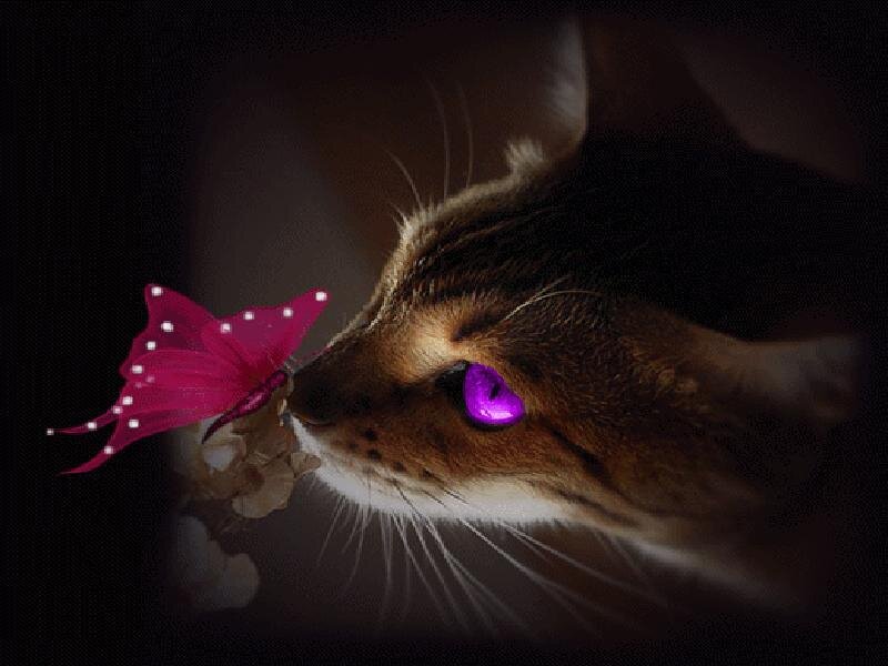 cat with glowing purple eyes