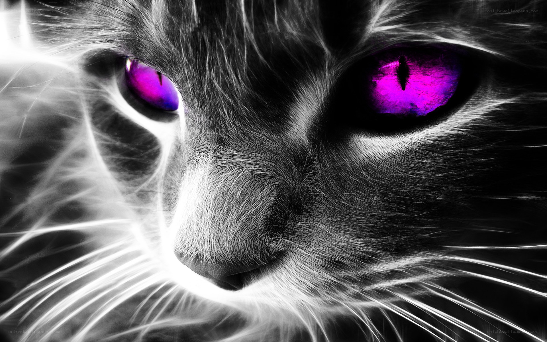 cat with glowing purple eyes
