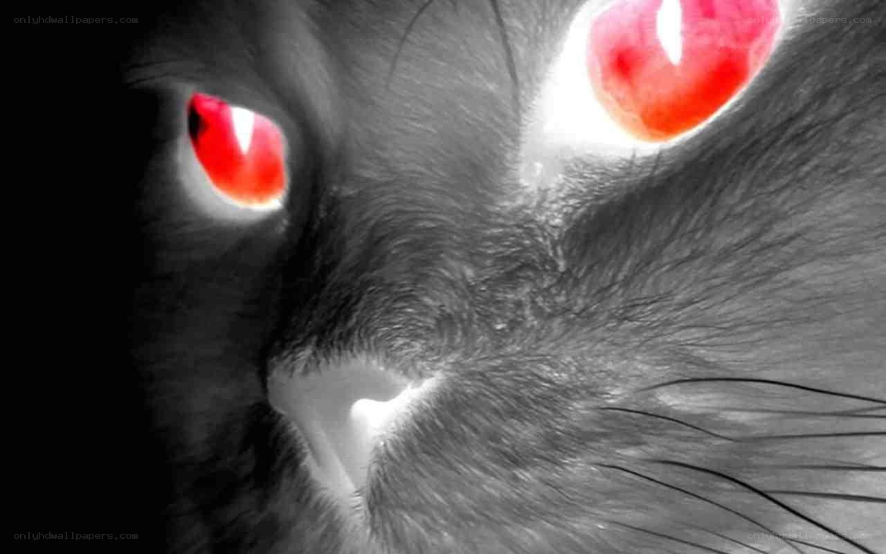 cat with glowing red eyes