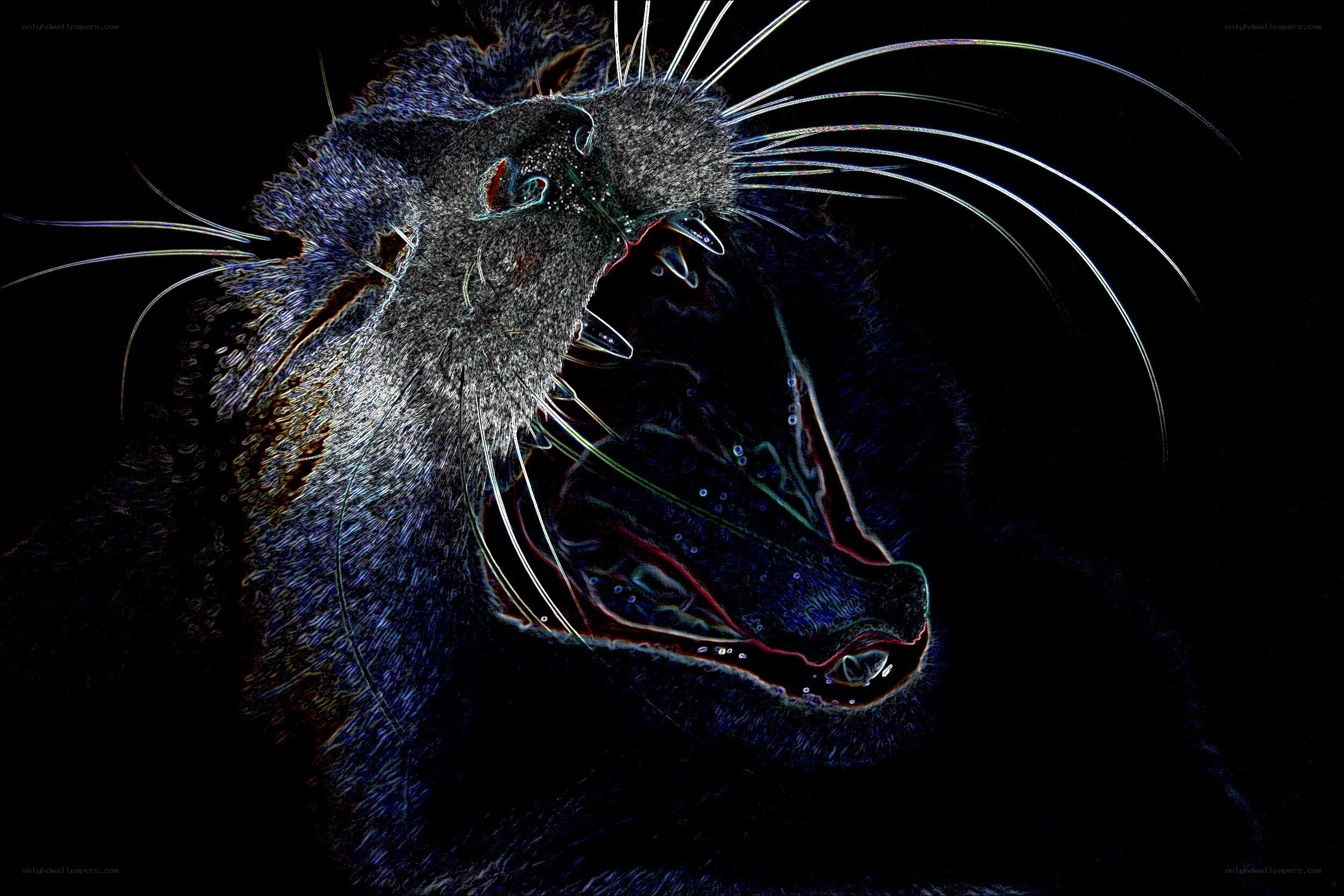 cat with glowing whiskers