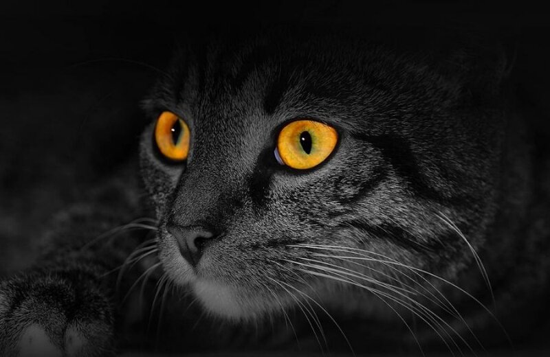 cat with glowing yellow eyes