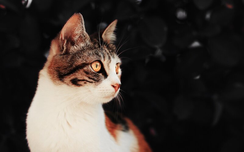 cat with golden eyes