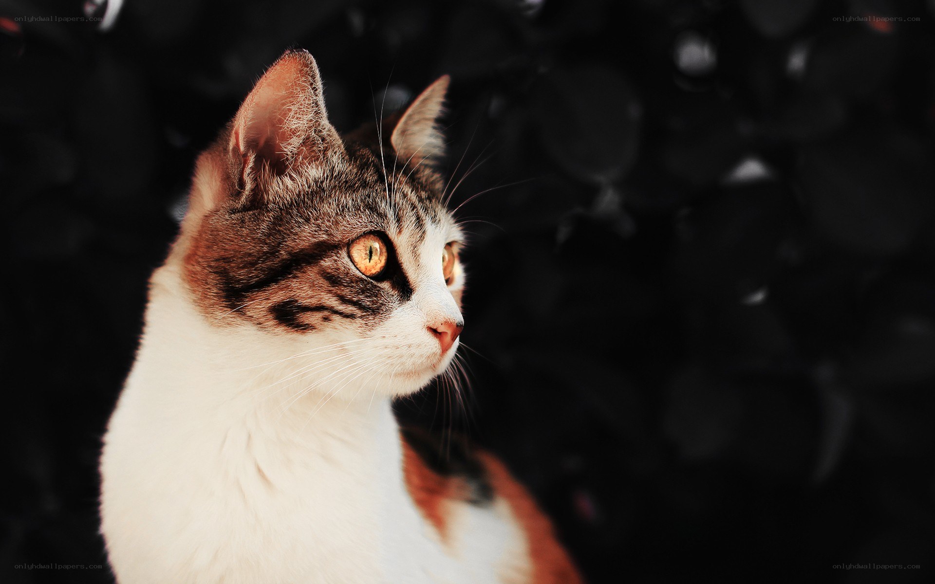 cat with golden eyes