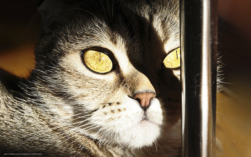 cat with golden eyes