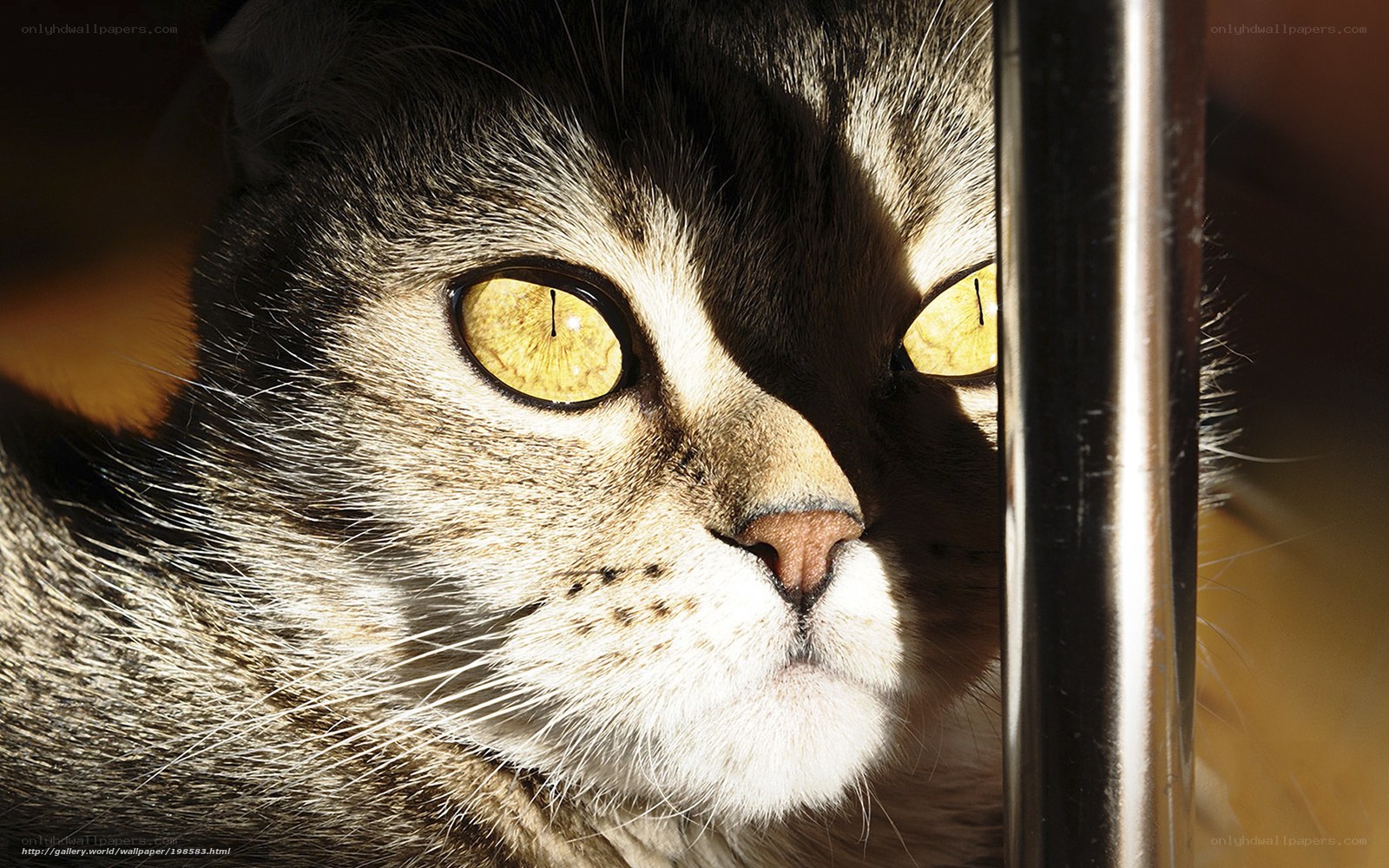 cat with golden eyes