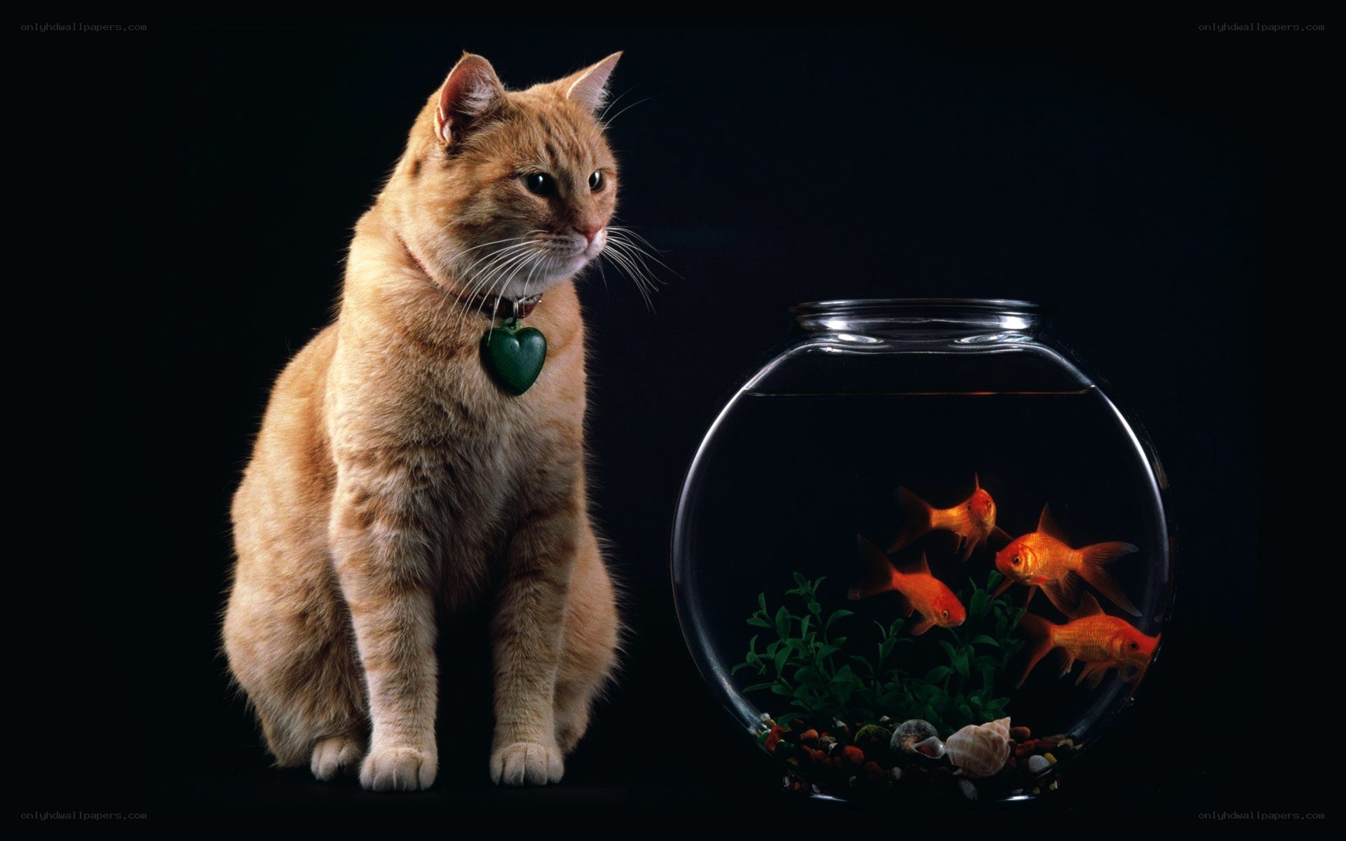 cat with goldfish bowl