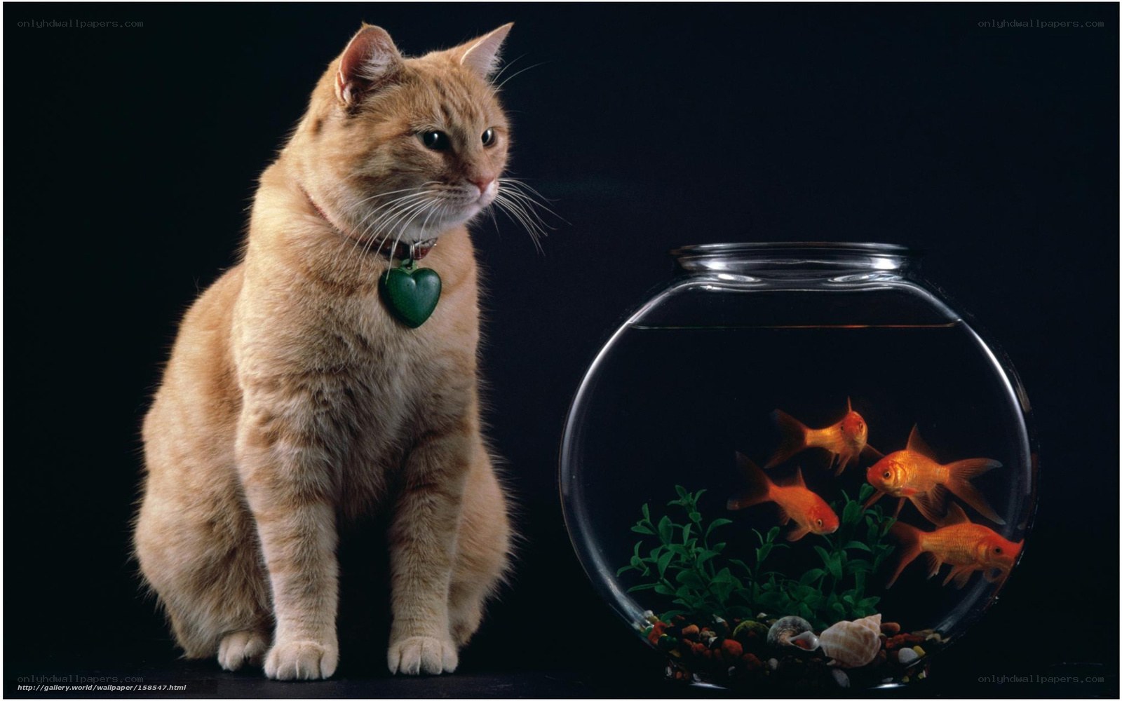 cat with goldfish bowl
