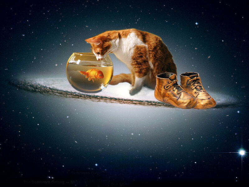 Cat with goldfish in space
