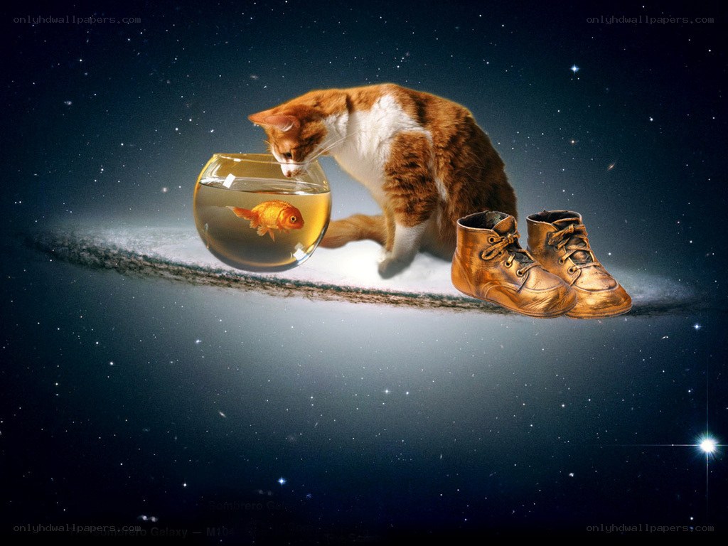Cat with goldfish in space