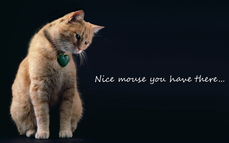 cat with green collar