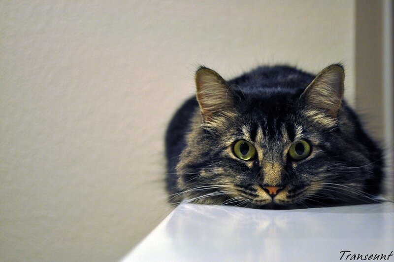 cat with green eyes
