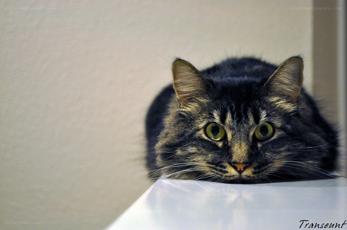 cat with green eyes