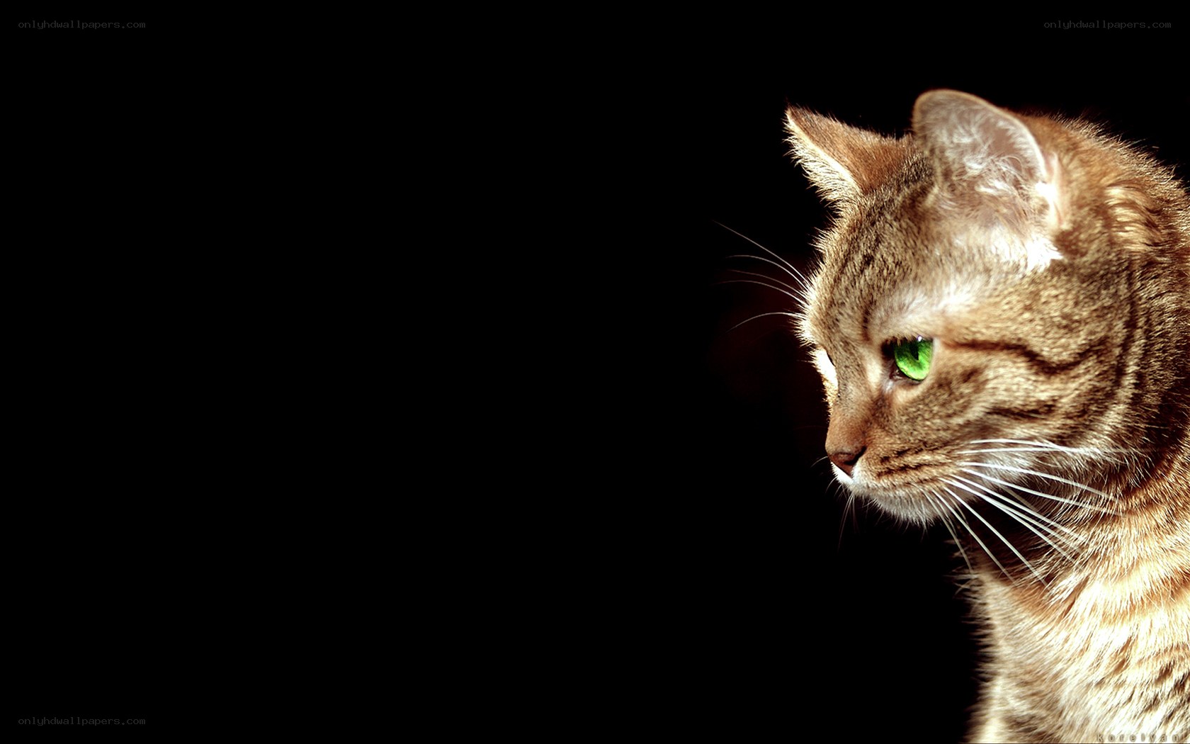 cat with green eyes
