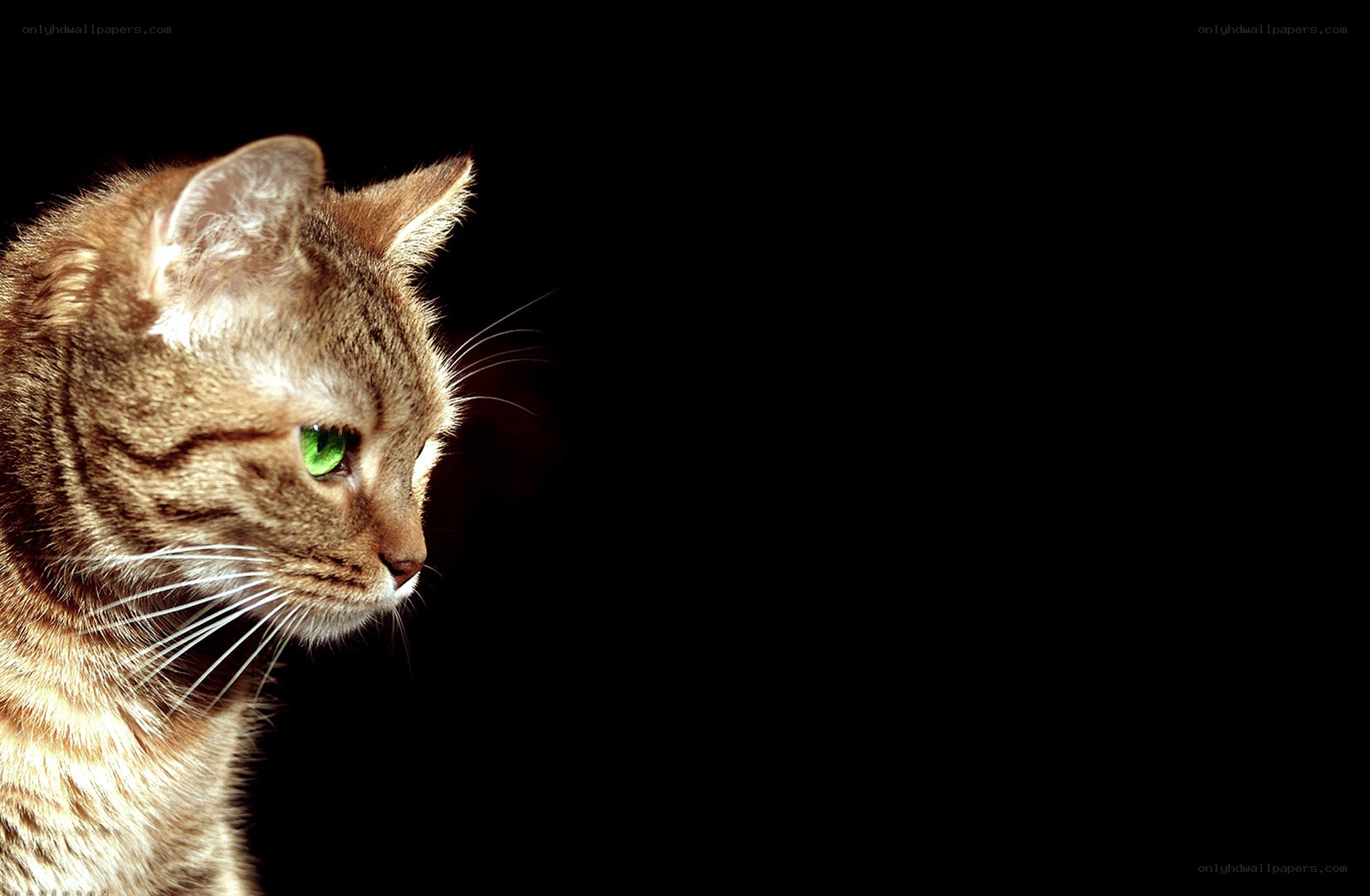 cat with green eyes