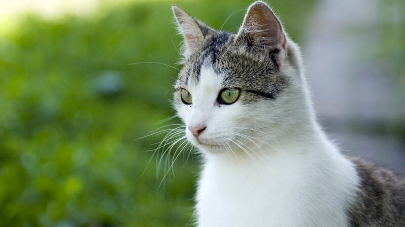 cat with green eyes