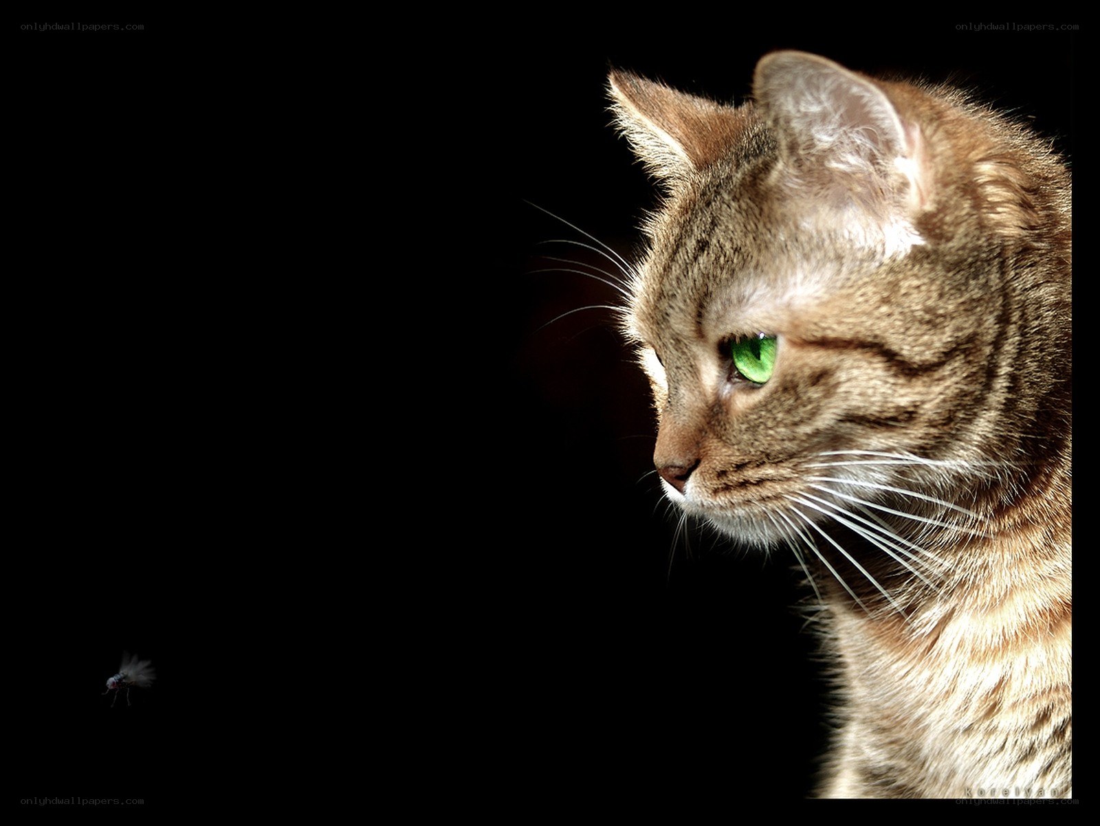 cat with green eyes
