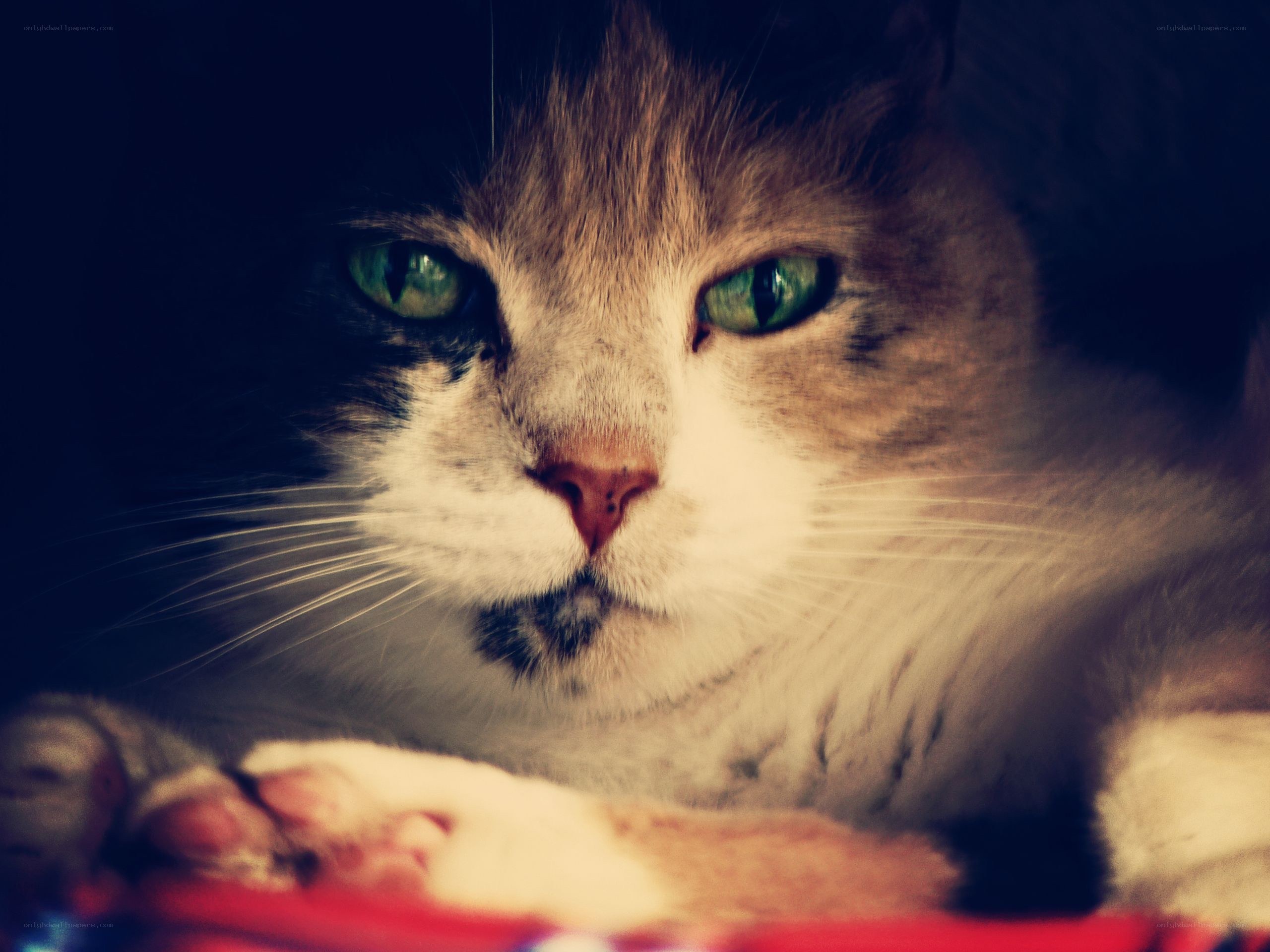 cat with green eyes