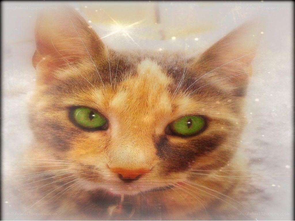 cat with green eyes