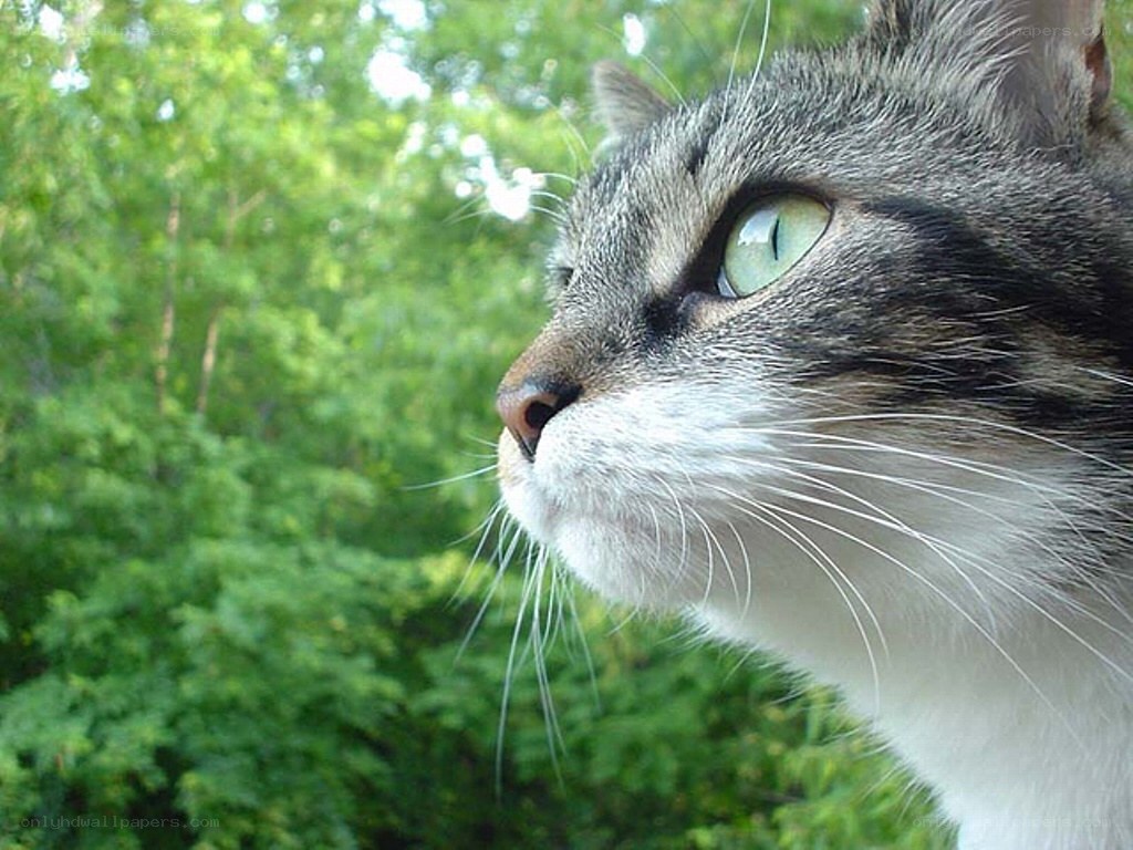 cat with green eyes