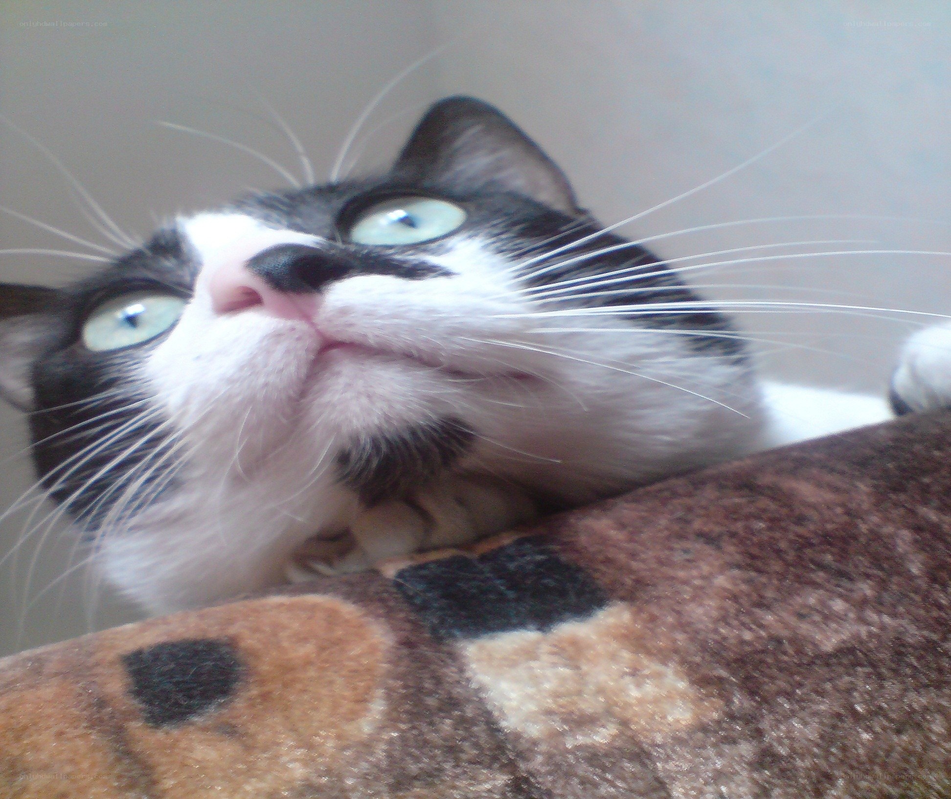 cat with green eyes