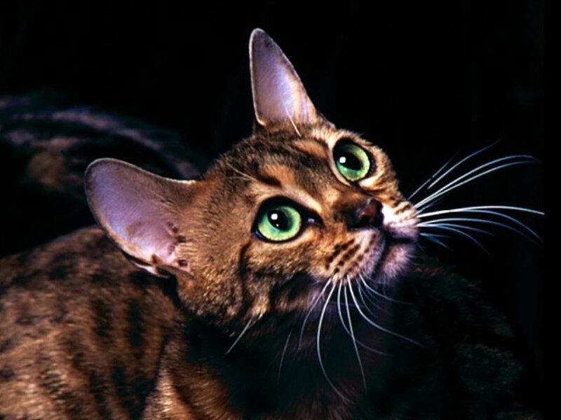 cat with green eyes