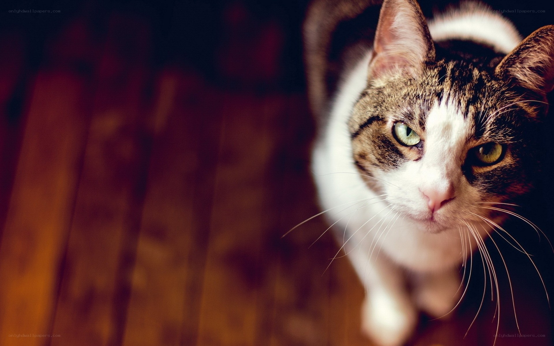 cat with green eyes