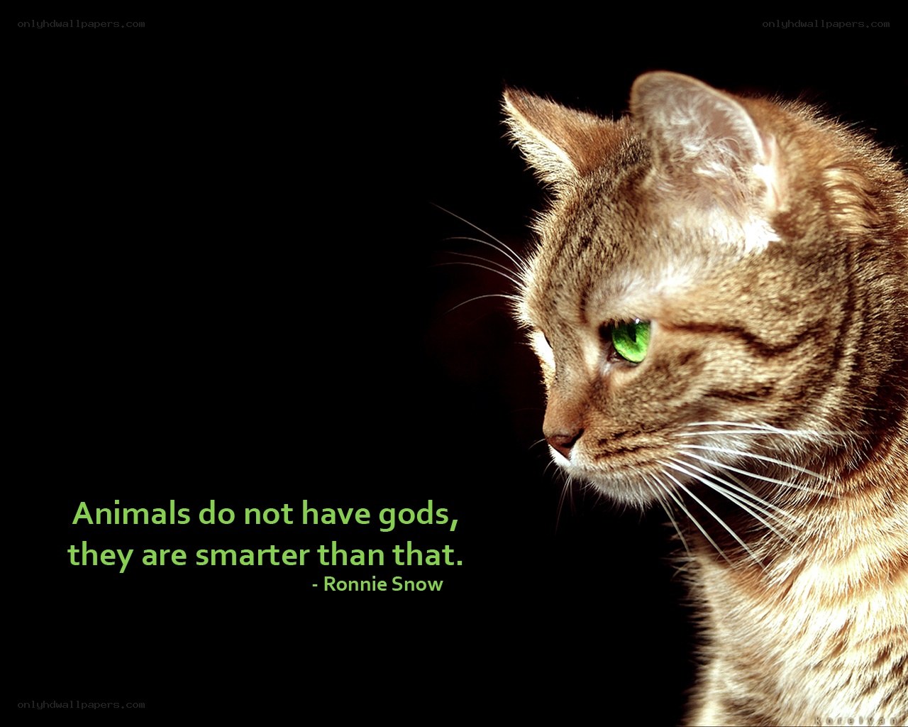 cat with green eyes