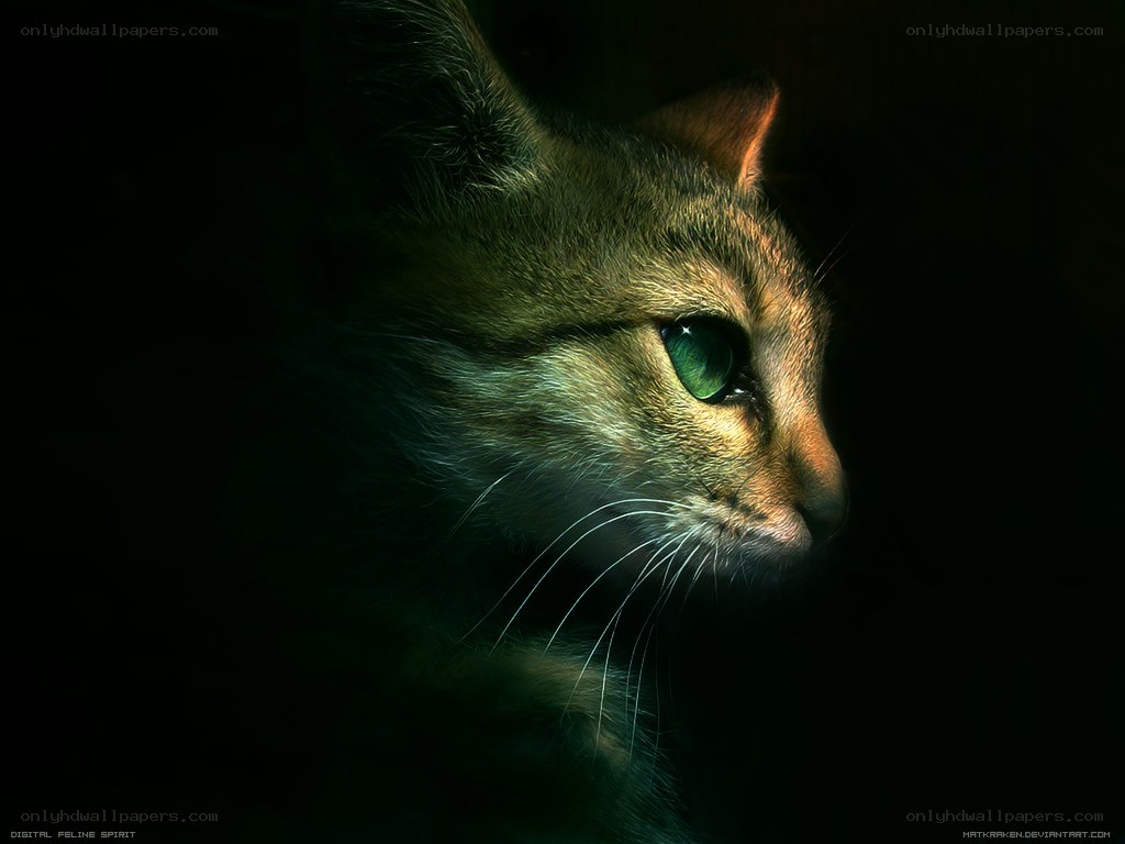 cat with green eyes