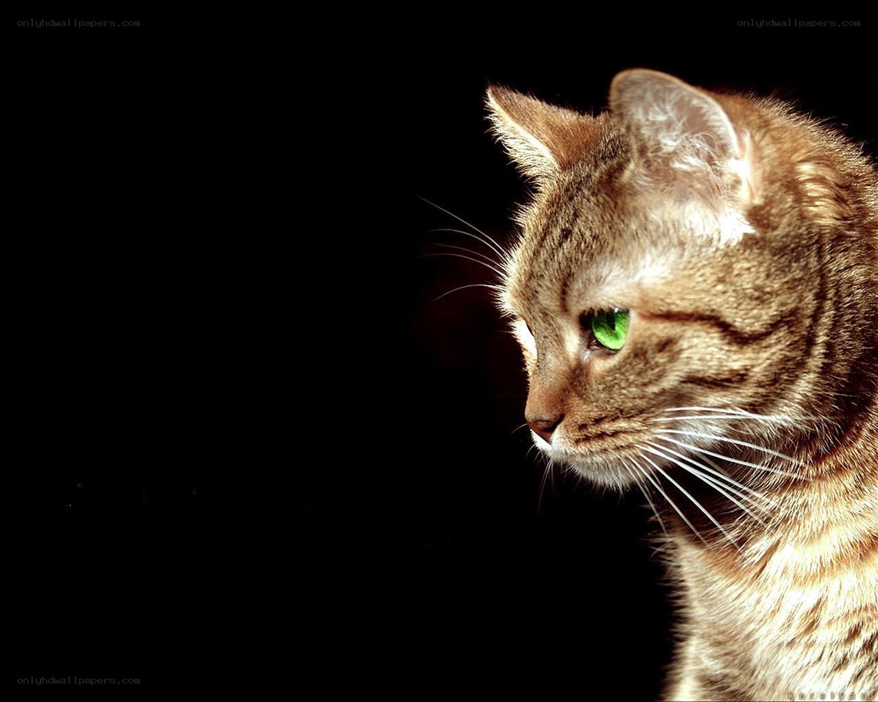 cat with green eyes