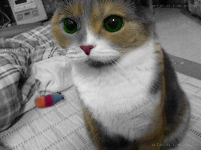 cat with green eyes