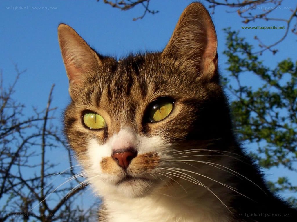 cat with green eyes