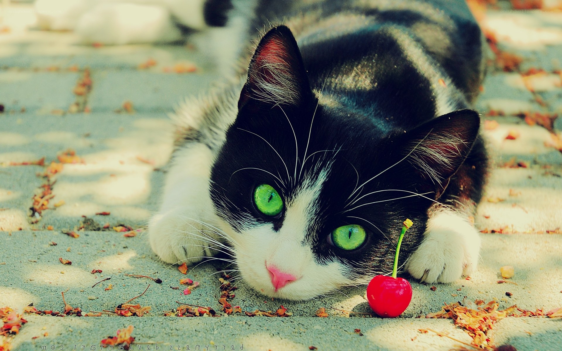 cat with green eyes and cherry